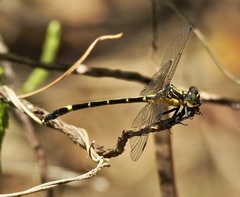 Austrogomphus prasinus