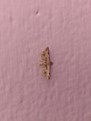 Sufetula