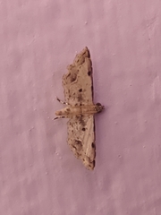 Sufetula