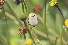 Hologymnetis cinerea