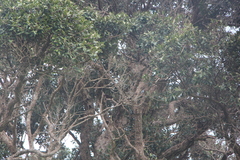 Nestor meridionalis septentrionalis