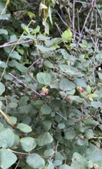 Symphoricarpos mollis