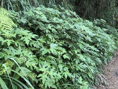 Girardinia diversifolia