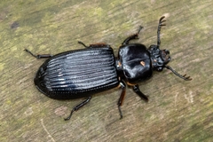 Passalus