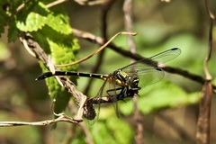 Austrogomphus prasinus