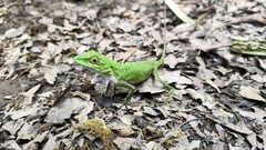 Pseudocalotes tympanistriga