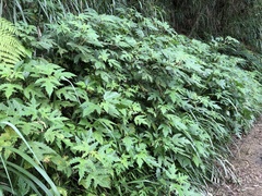 Girardinia diversifolia