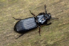 Passalus