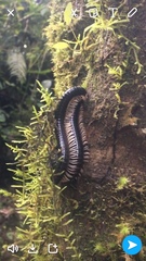 Diplopoda