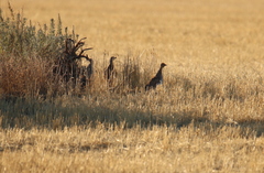 Tympanuchus phasianellus