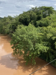 Pterocarya tonkinensis