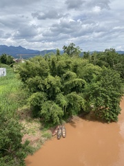 Dendrocalamus membranaceus