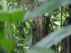 Microbates cinereiventris