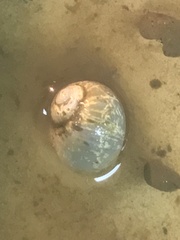 Falsilunatia patagonica