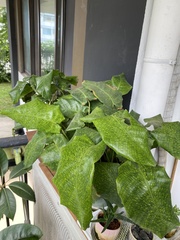 Goeppertia kegeljanii