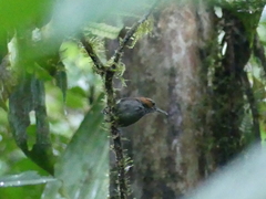 Microbates cinereiventris