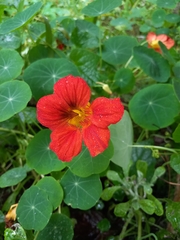 Tropaeolum