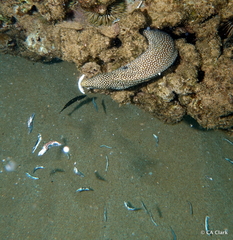 Gymnothorax meleagris