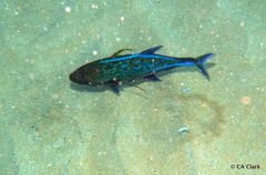 Caranx melampygus