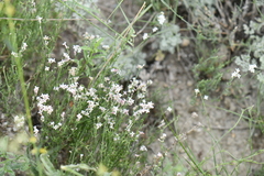 Asperula