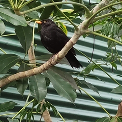 Turdus merula merula
