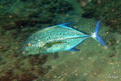 Caranx melampygus
