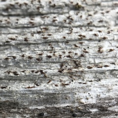 Xylographa trunciseda