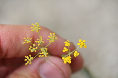 Bupleurum