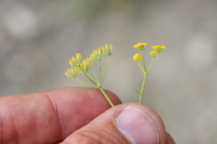 Bupleurum