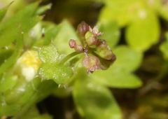 Hydrocotyle callicarpa