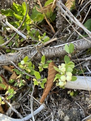 Symphoricarpos mollis