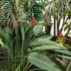 Strelitzia