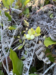 Symphoricarpos mollis