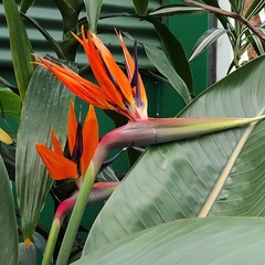 Strelitzia