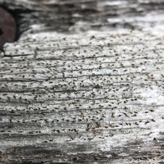 Xylographa trunciseda