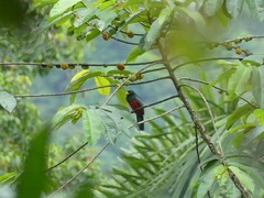 Trogon comptus