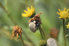 Hologymnetis cinerea