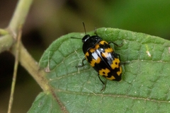 Iphiclus abdominalis