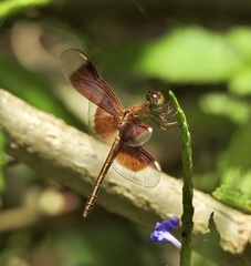 Neurothemis stigmatizans