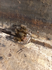 Phoneutria nigriventer