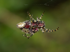 Alpaida alticeps