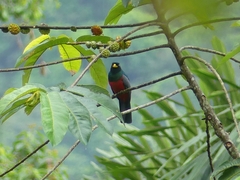 Trogon comptus