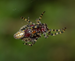 Alpaida alticeps