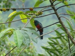 Trogon comptus