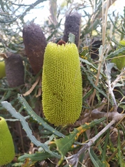 Banksia pilostylis
