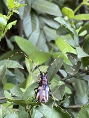Dendrobias mandibularis