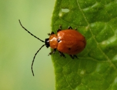 Isotes eruptiva