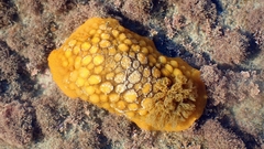 Doris wellingtonensis