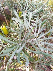Banksia pilostylis