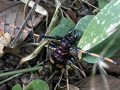 Dendrobias mandibularis